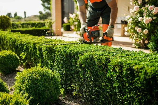 BFS ESPACES VERTS